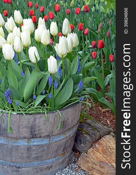 White Spring Tulips In Barrel Planter