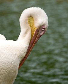 Pelican Stock Photos Pelican Stock Photos