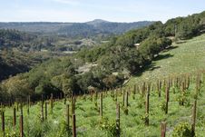 Young Vineyard Royalty Free Stock Photo Young Vineyard Royalty Free Stock Photo