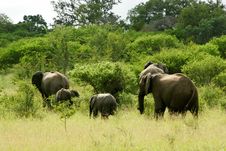African Elephants Royalty Free Stock Photos African Elephants Royalty Free Stock Photos