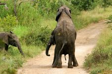 African Elephants Royalty Free Stock Photography African Elephants Royalty Free Stock Photography