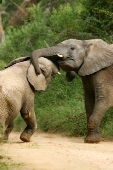 African Elephants Royalty Free Stock Image