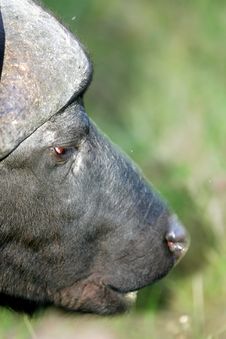 Cape Buffalo Royalty Free Stock Images Cape Buffalo Royalty Free Stock Images