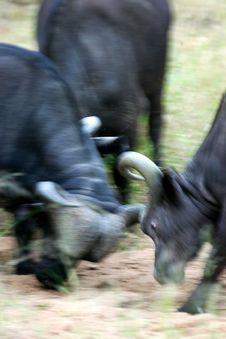 Cape Buffalo Stock Photography Cape Buffalo Stock Photography