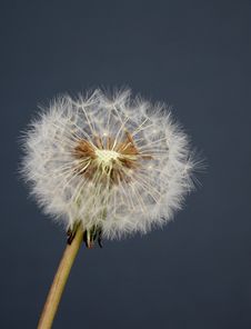 Dandelion Seedhead Stock Images Dandelion Seedhead Stock Images