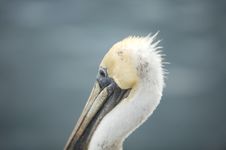 Pelican Stock Photography