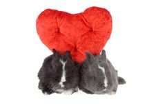 Two Cute Baby Rabbits With Red Hearts Royalty Free Stock Image Two Cute Baby Rabbits With Red Hearts Royalty Free Stock Image