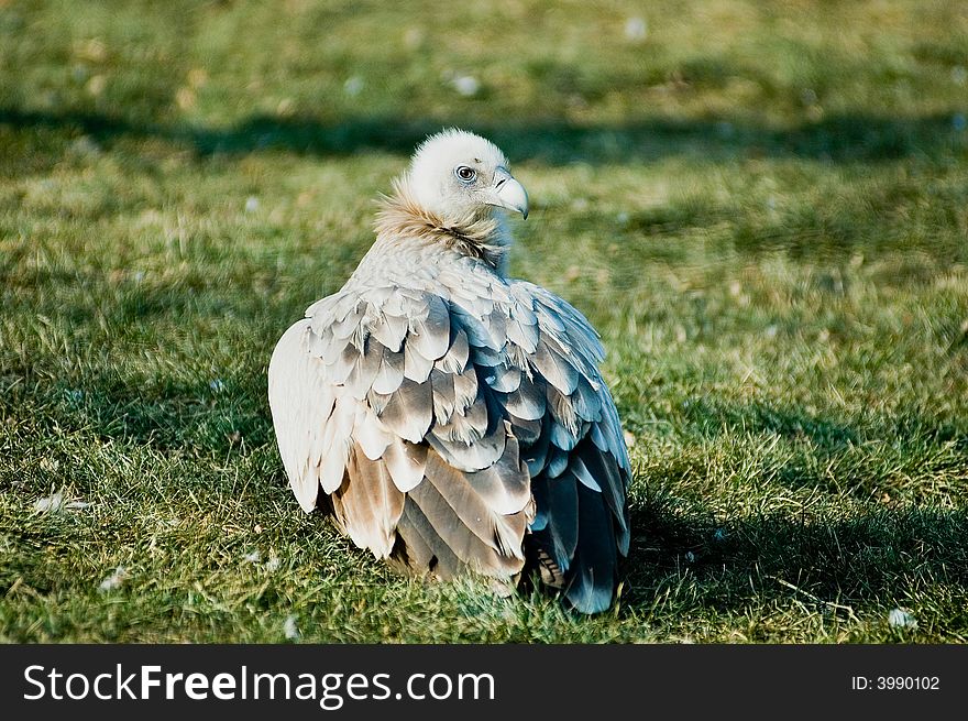 A eagle squatting on the green grass land