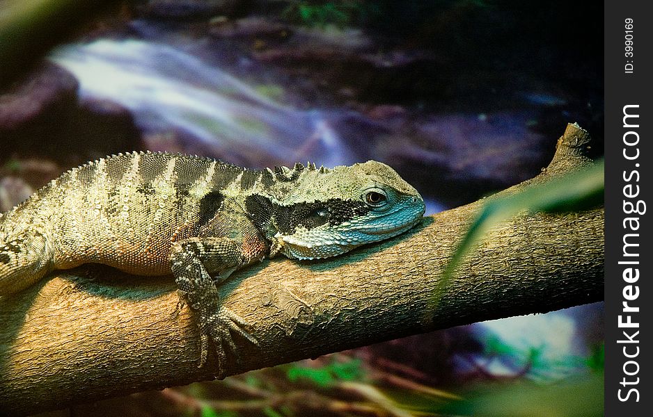 An iguana smiling with a little help from its keeper. An iguana smiling with a little help from its keeper.