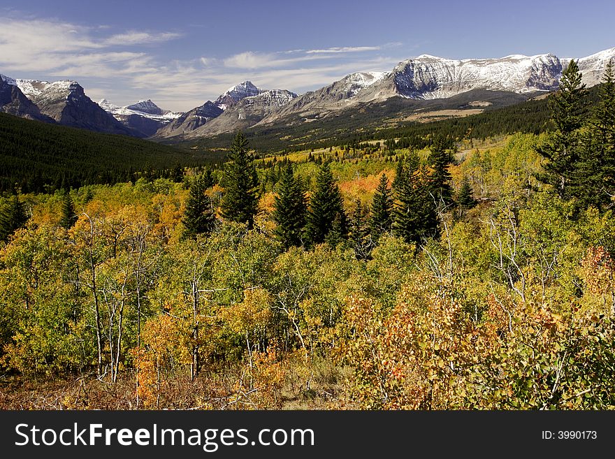 Stands of quaking aspen among pine trees with glacier carved valley and snow covered mountain peaks in background. Stands of quaking aspen among pine trees with glacier carved valley and snow covered mountain peaks in background