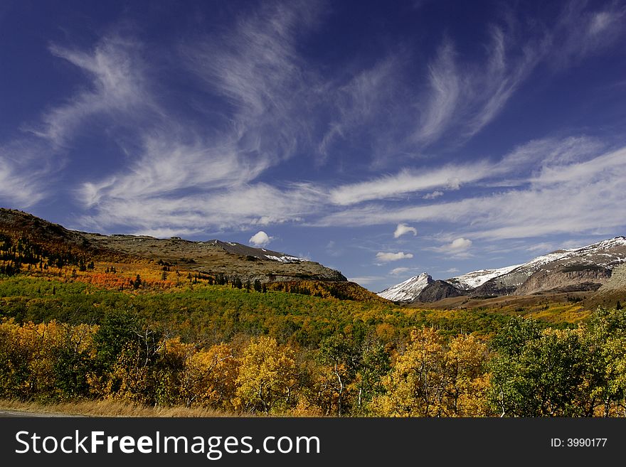 Quaking aspen in various stages of autumn colors under a blue sky with whimsical white clouds. Quaking aspen in various stages of autumn colors under a blue sky with whimsical white clouds