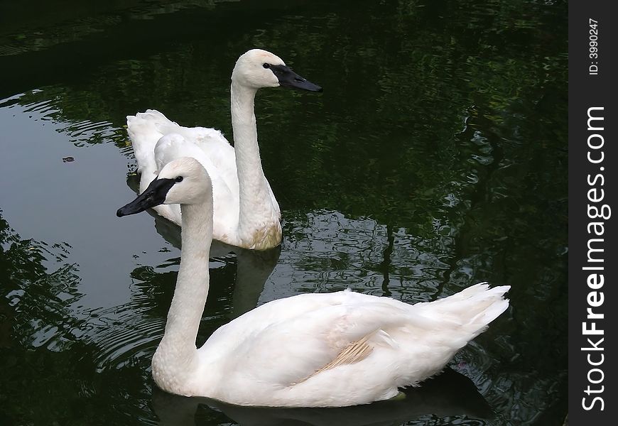 Swimming in circles - a pair of white swans.