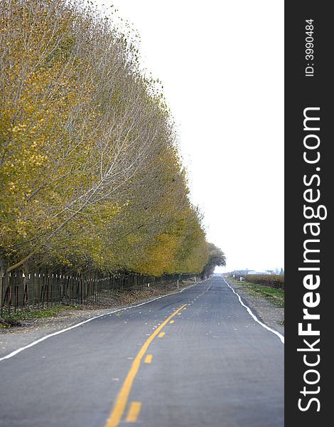 A country road lined with fall colored trees