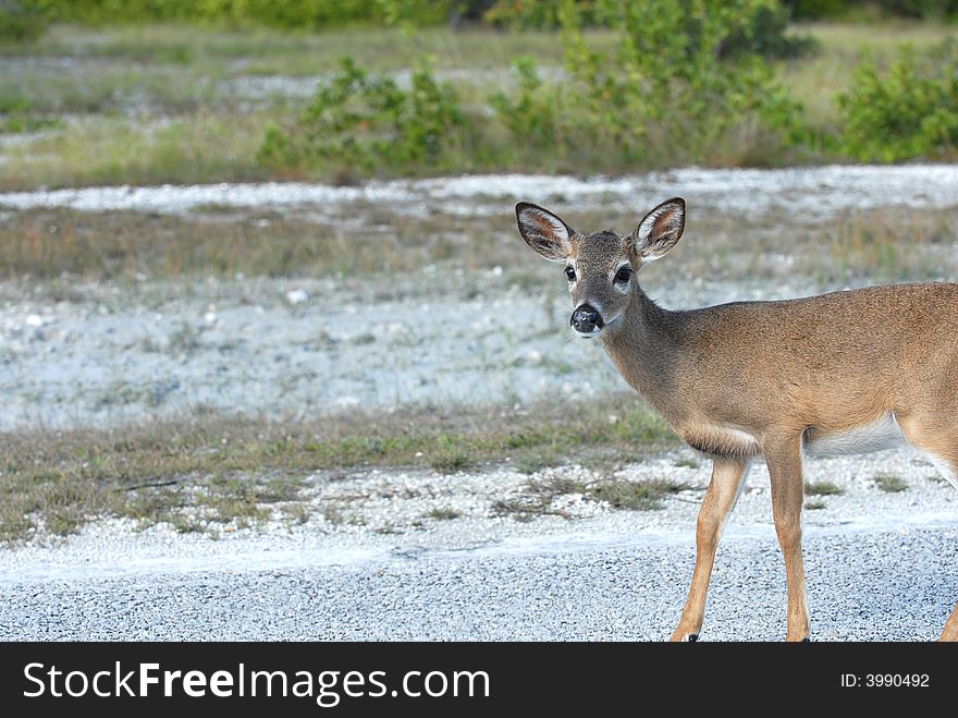 The female key deer is full grown at only 24 inches.