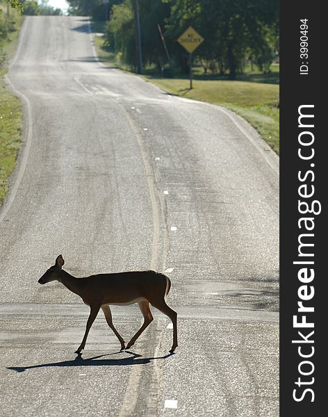 A silhouette of a female white-tailed deer crossing a hilly street. A silhouette of a female white-tailed deer crossing a hilly street.