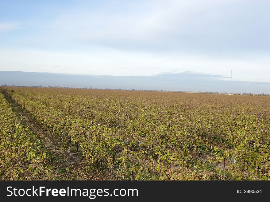 A Napa vineyard in the fall as the leaves begin to change color