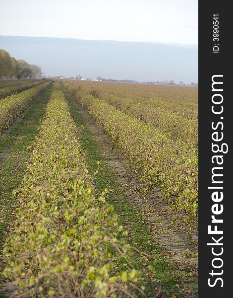 A Napa vineyard in the fall as the leaves begin to change color