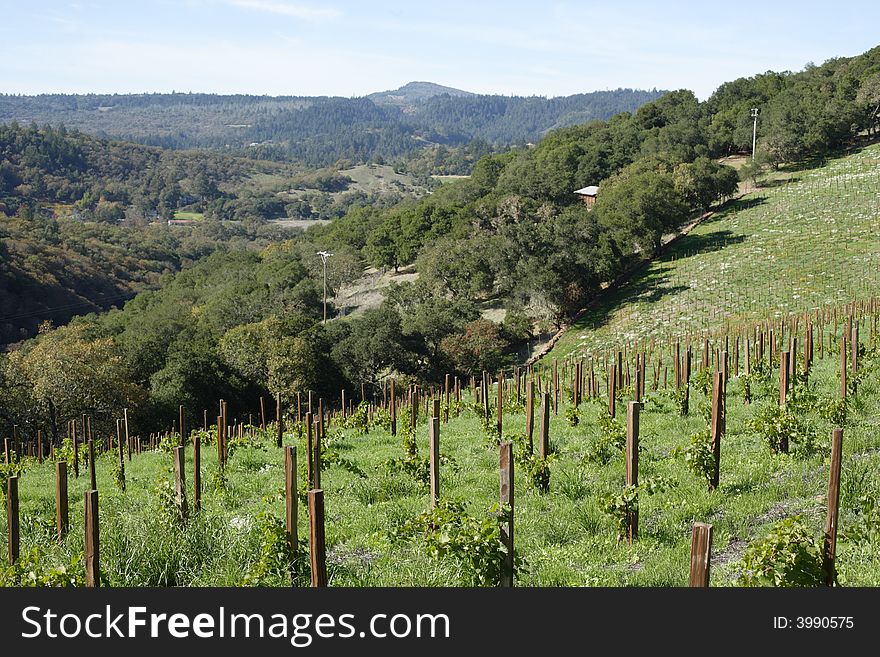 A young vineyard on a hill side in the Napa Valley