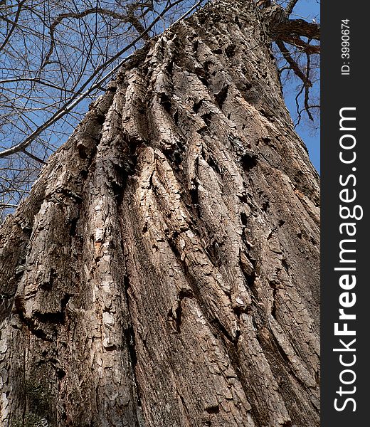 A close up of the very rough and chapped bark of the huge tree. Angle shot, vertical. Russian Far East, Primorye. A close up of the very rough and chapped bark of the huge tree. Angle shot, vertical. Russian Far East, Primorye.