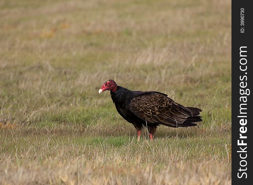 Turkey Vulture standing in field