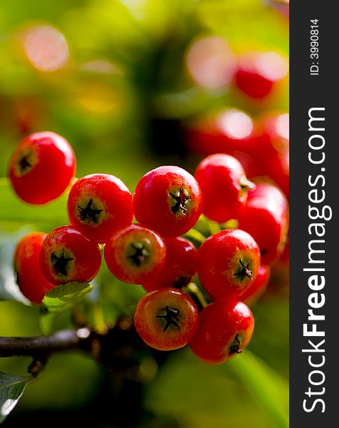 The Pyracantha fructificationã€€grows in Guizhou Mountain in autumn