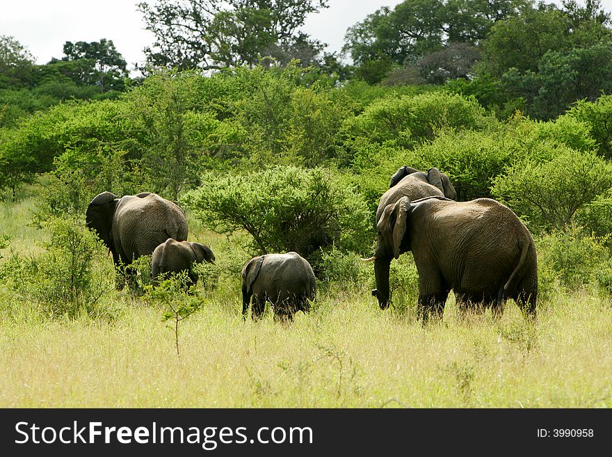 A shot of a herd of African Elephants