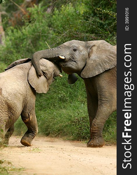 A shot of a herd of African Elephants