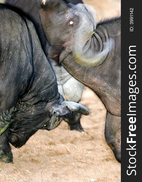 A shot of a African Cape Buffalo