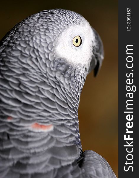 A shot of an African Grey Parrot