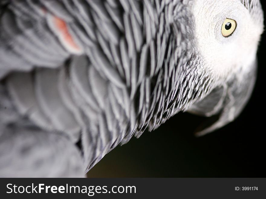 A shot of an African Grey Parrot