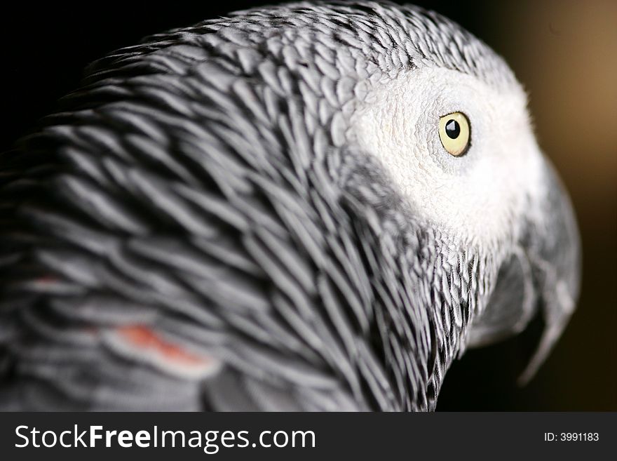 A shot of an African Grey Parrot