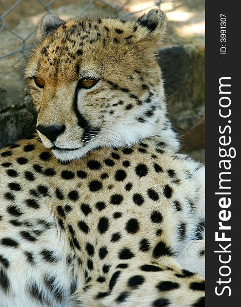 A shot of an African Cheetah