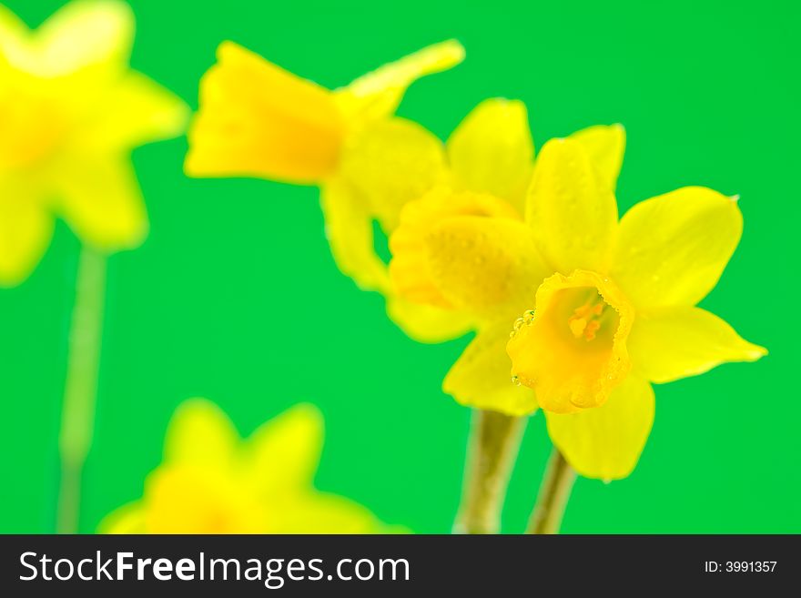 Group of Dewy Daffodils on Green Background