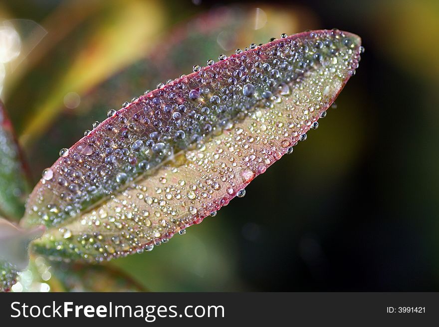 Morning dew drops on a leaf