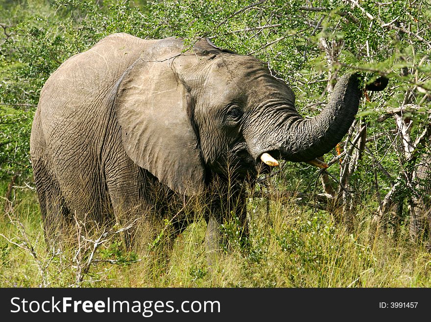 A shot of an African Elephant. A shot of an African Elephant