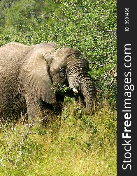 A shot of an African Elephant. A shot of an African Elephant
