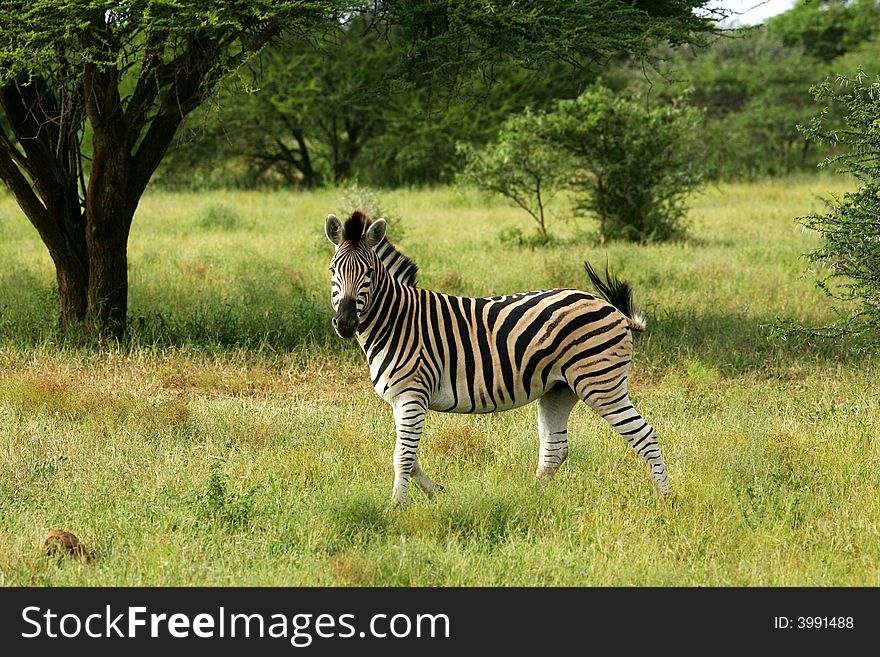 A shot of African Zebra
