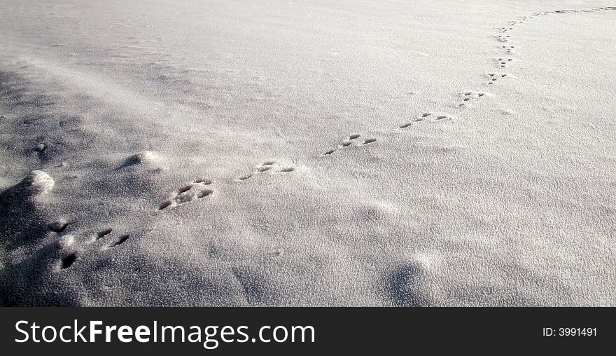 Rabbit track in the cold snow