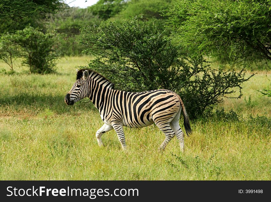 A shot of African Zebra