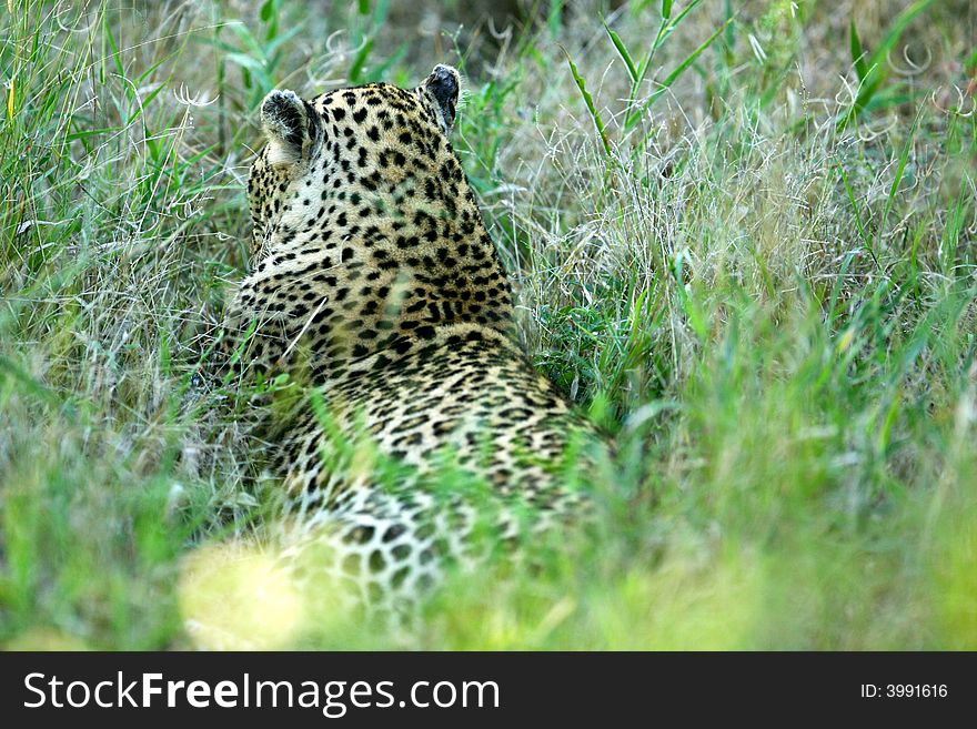 A shot of an African Leopard