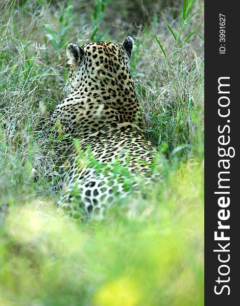 A shot of an African Leopard