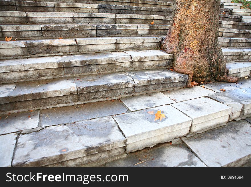 Steps and tree – survival and success symbol