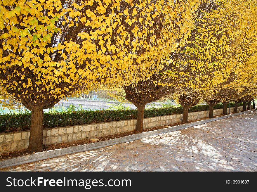 Autumn colors - beautiful row of trees with yellow leaves