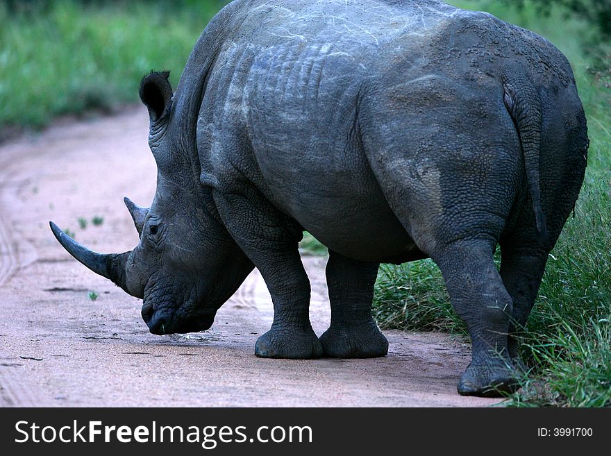 A shot of a white rhinoceros. A shot of a white rhinoceros