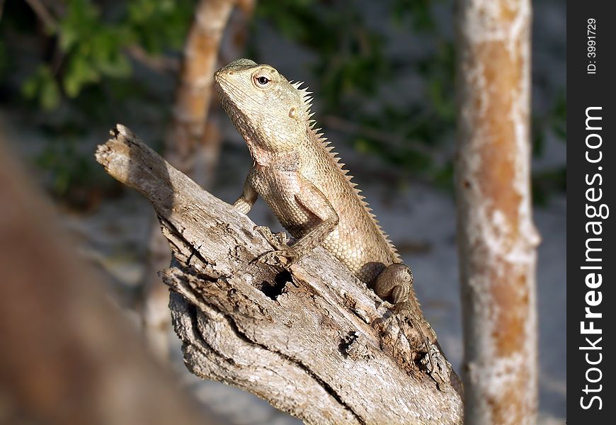 Lizard sitting on the broken tree. Lizard sitting on the broken tree