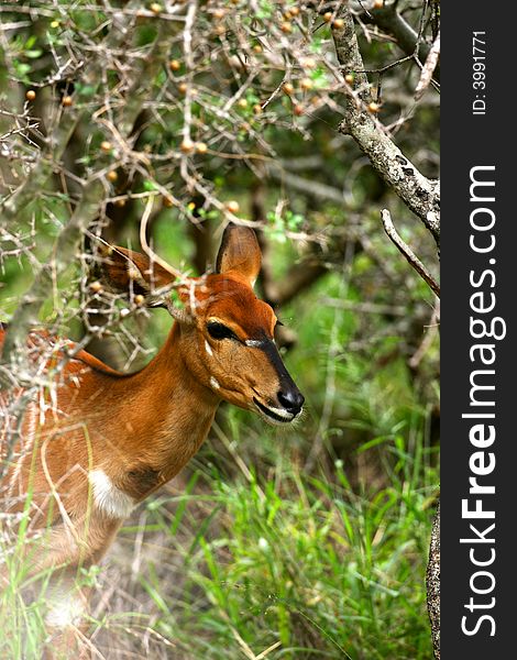 A shot of a female Nyala. A shot of a female Nyala