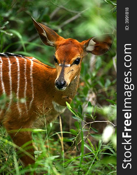 A shot of a female Nyala. A shot of a female Nyala