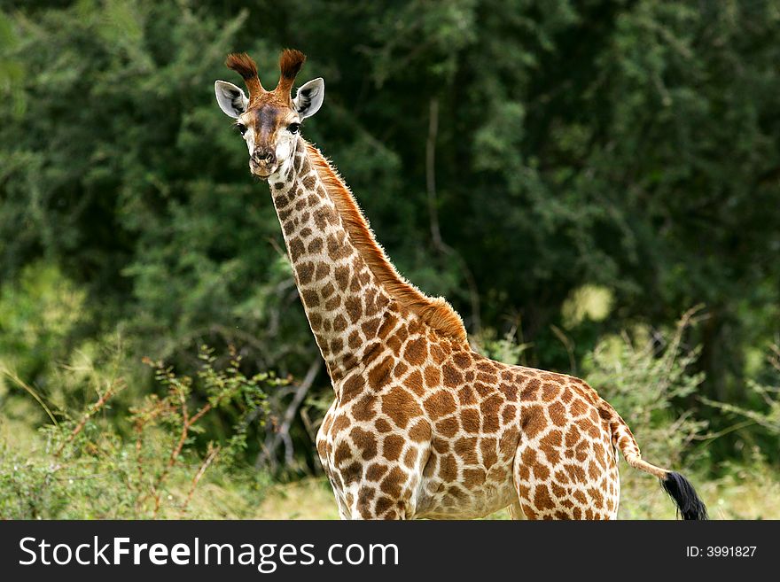 A shot of an African Giraffe