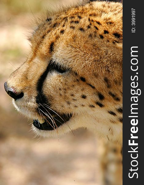 A shot of an African Cheetah