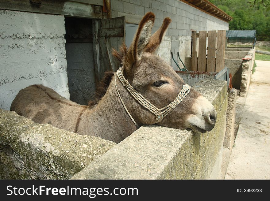 Brown donkey in farm in Bosnia